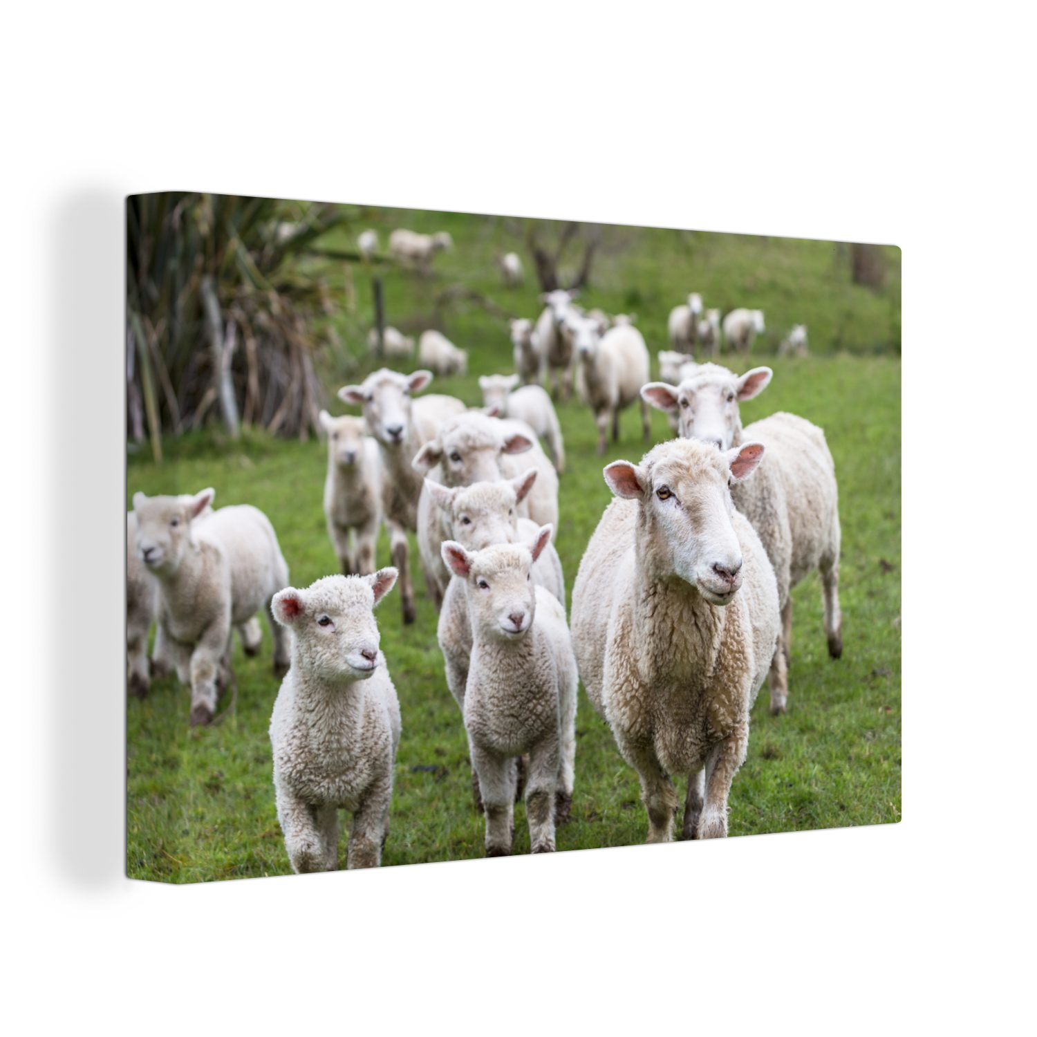 - Lamm, (1 Schafe OneMillionCanvasses® Gras Aufhängefertig, Leinwandbild 30x20 Leinwandbilder, - Wandbild cm St), Wanddeko,