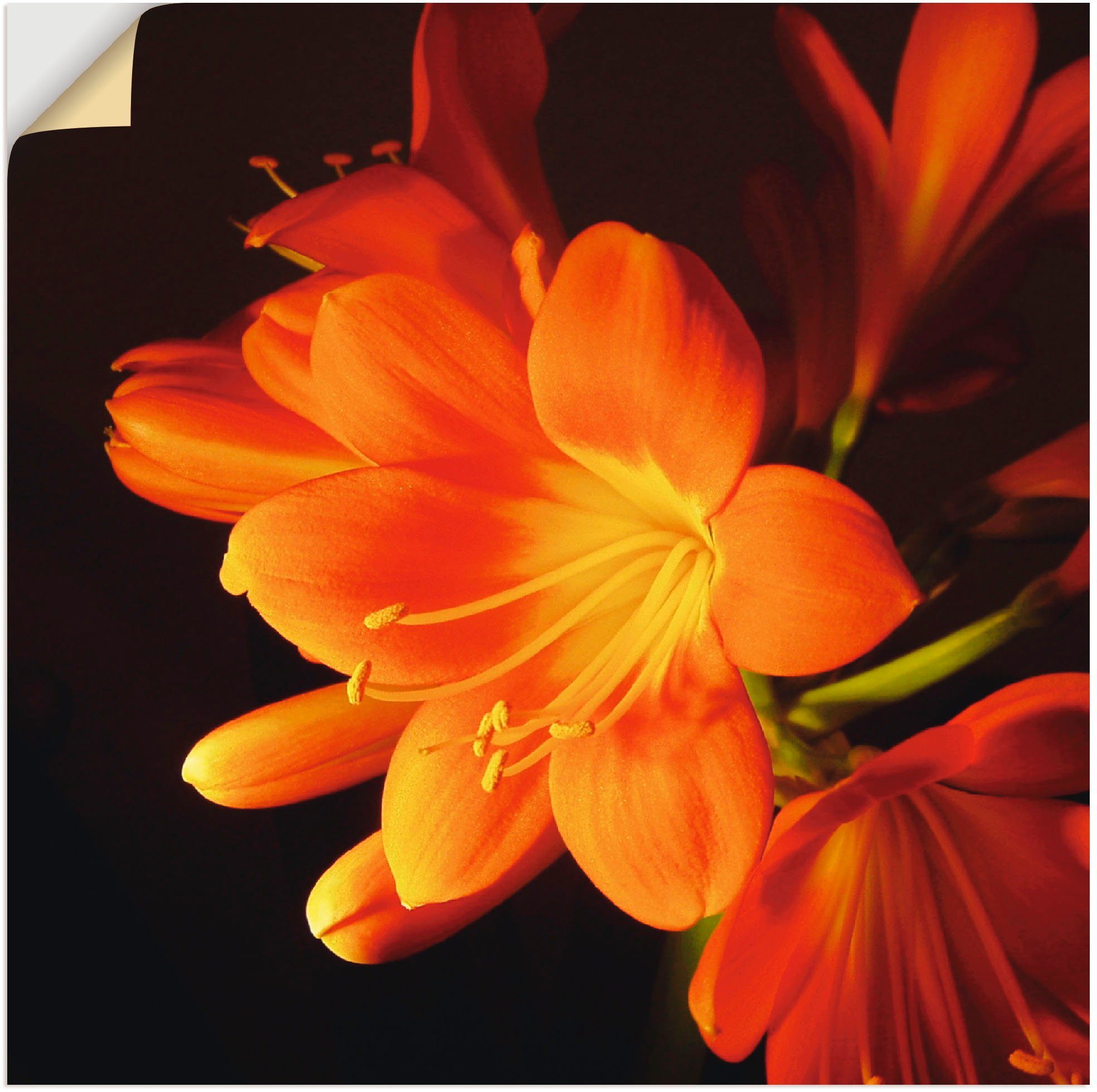 Artland Wandbild Clivie in leuchtendem Orange, Blumen (1 St), als Leinwandbild, Wandaufkleber oder Poster in versch. Größen
