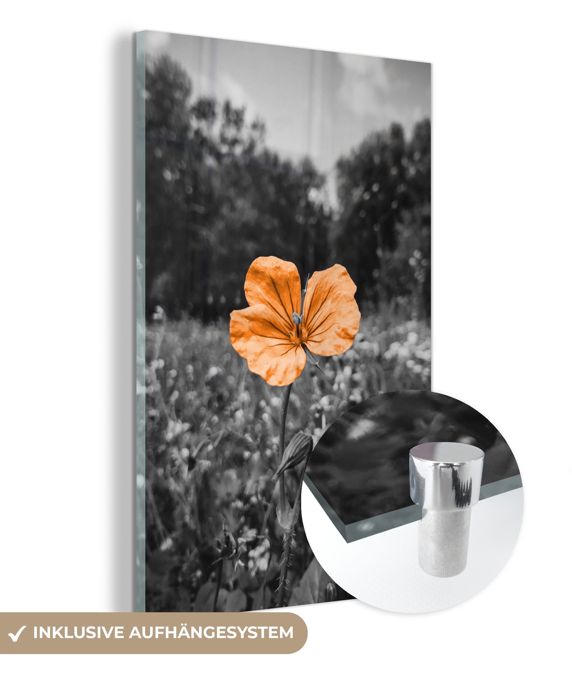 MuchoWow Acrylglasbild Blumen - Schwarz - Weiß - Orange, (1 St), Glasbilder - Bilder auf Glas Wandbild - Foto auf Glas - Wanddekoration