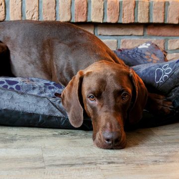 Nobby Tierkissen »Komfort Hundekissen Lissi - mit Hundepfoten«, verschiedene Größen