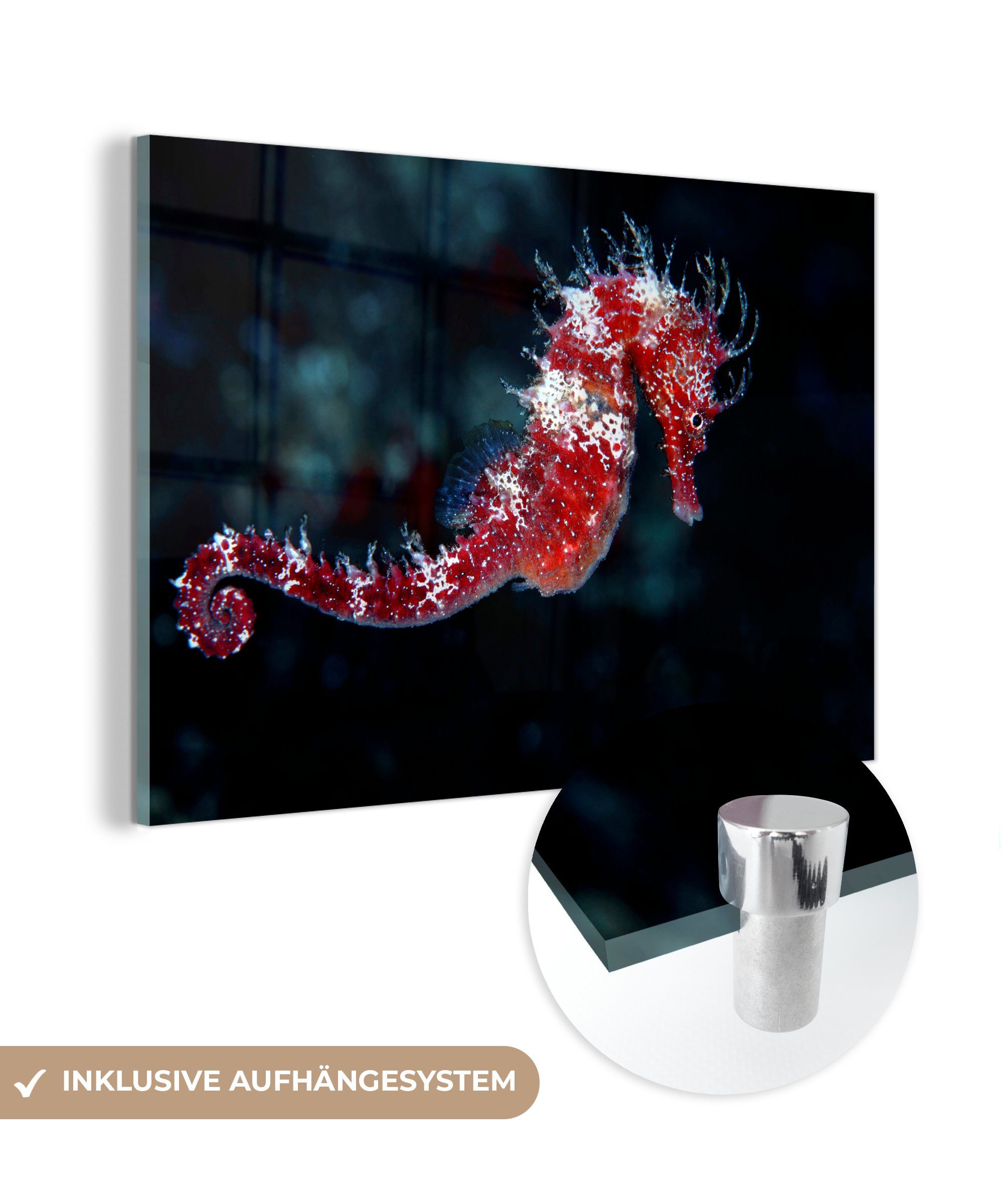 MuchoWow Acrylglasbild Rotes Seepferdchen, (1 St), Acrylglasbilder Wohnzimmer & Schlafzimmer