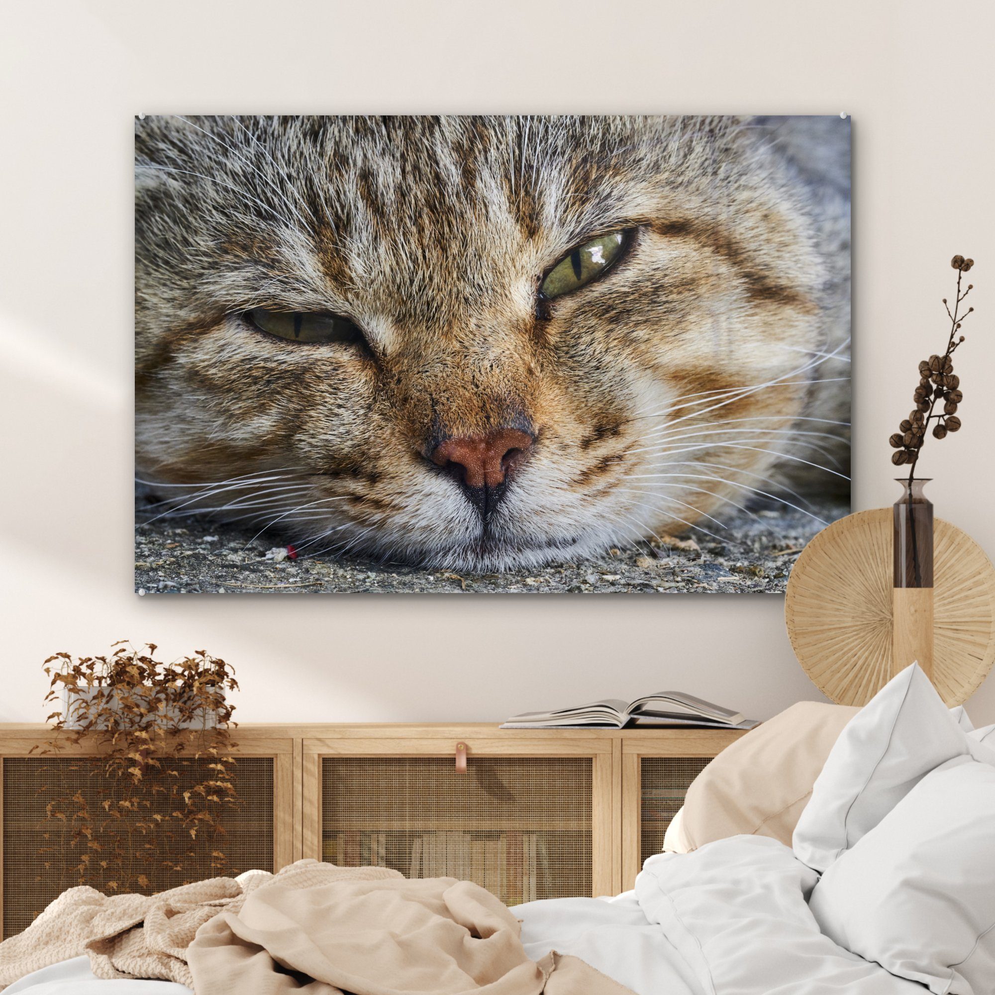 - (1 & - Schlafzimmer Acrylglasbild Katze Wohnzimmer Acrylglasbilder Grau St), MuchoWow Makro,