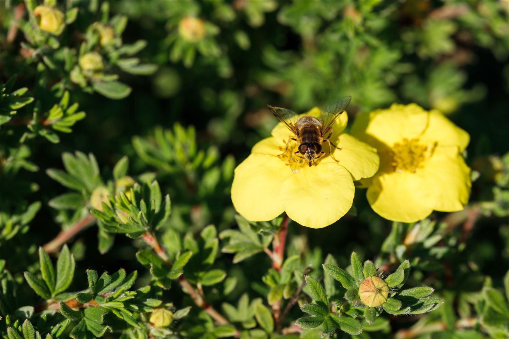 Pflanzen für Dich Bodendecker Potentilla 'Kobold', 1 St., Fingerstrauch, Fünffingerstrauch, gelbblühend, kompaktwüchsig
