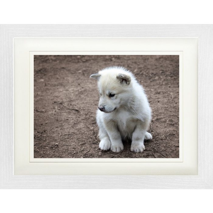 1art1 Bild mit Rahmen Hunde - Süßes Grönland-Hundebaby