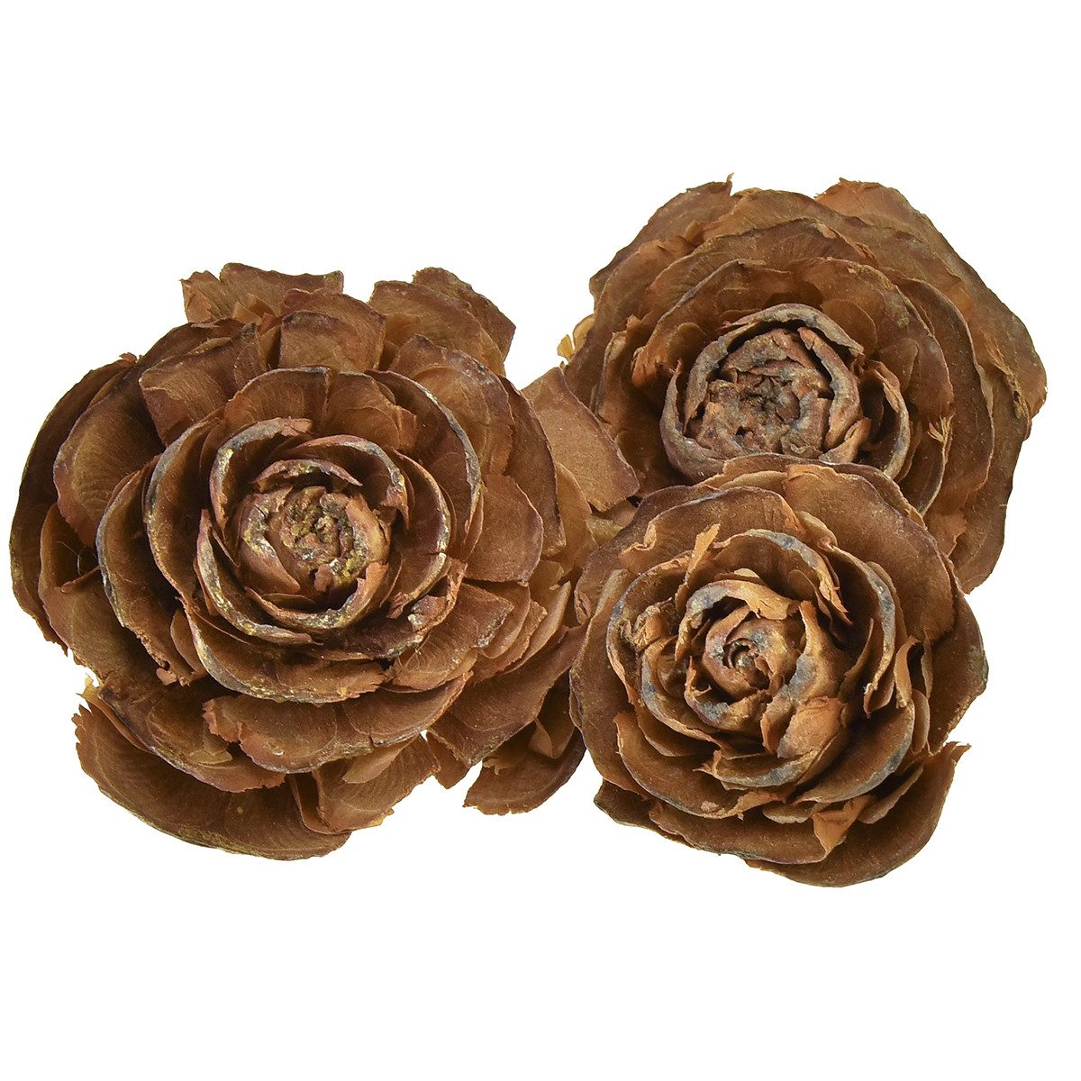 Trockenblume Zapfen Zeder Rosenform Natur 50 günstig online kaufen