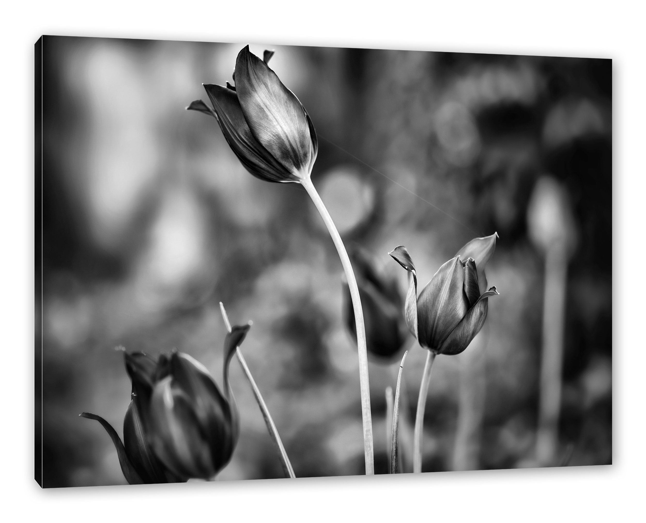 Pixxprint Leinwandbild Tulpen im Abendlicht, Tulpen im Abendlicht (1 St), Leinwandbild fertig bespannt, inkl. Zackenaufhänger