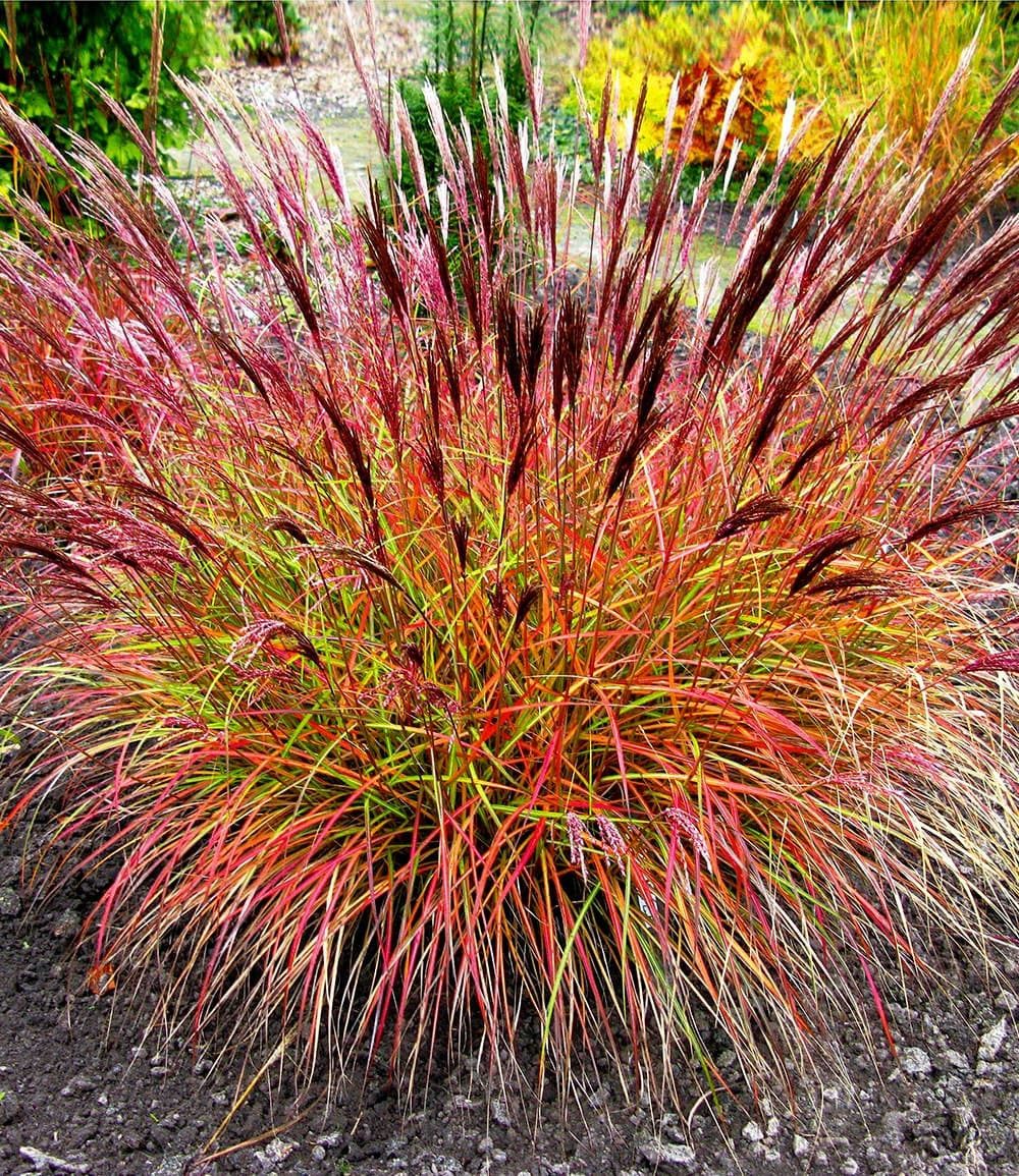 BALDUR Garten Gräser Chinaschilf 'Red Chief', 1 St., Süßgrasartige, mehrjährig, pflegeleicht