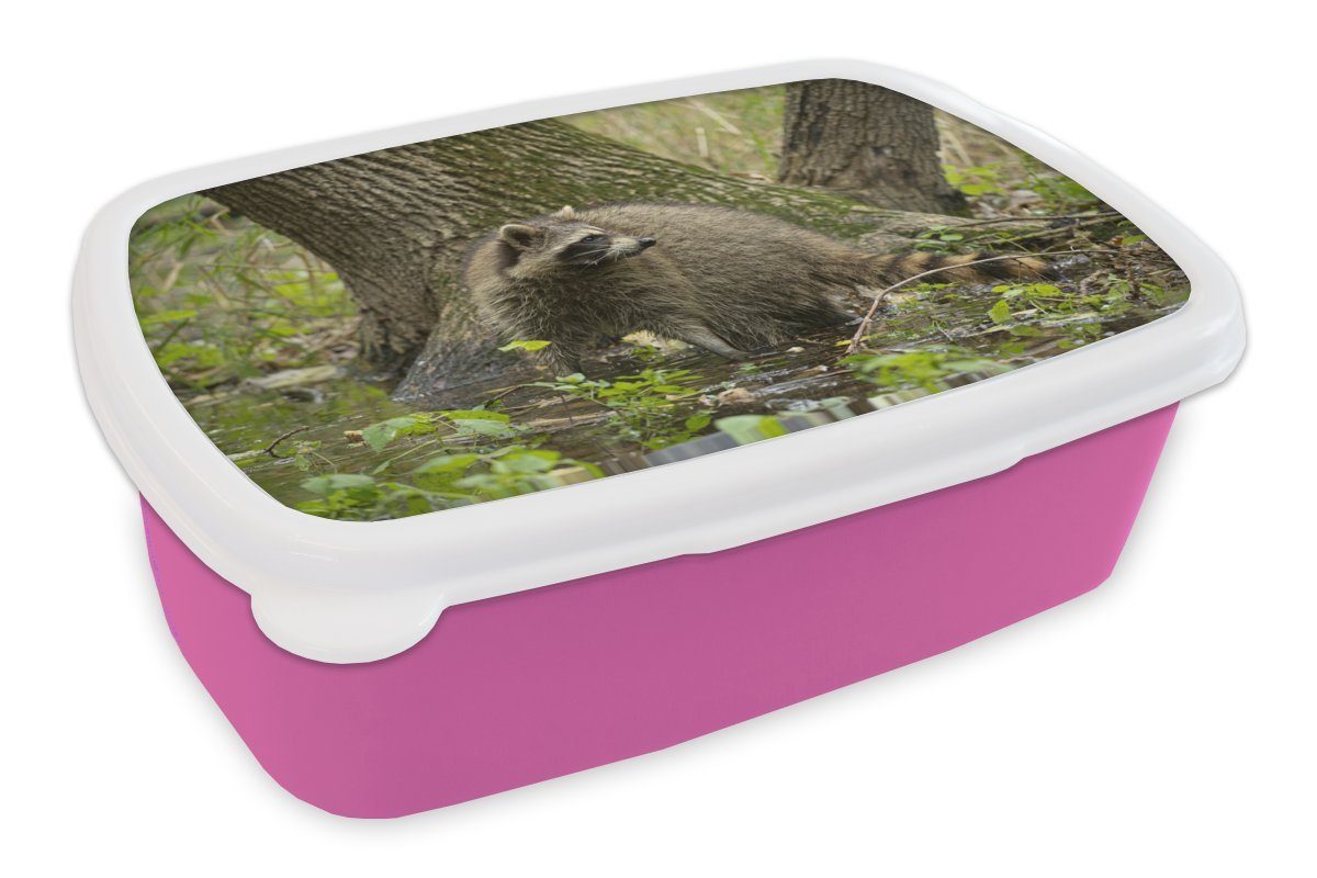 MuchoWow Lunchbox Waschbär - Wild - Wald, Kunststoff, (2-tlg), Brotbox für Erwachsene, Brotdose Kinder, Snackbox, Mädchen, Kunststoff rosa