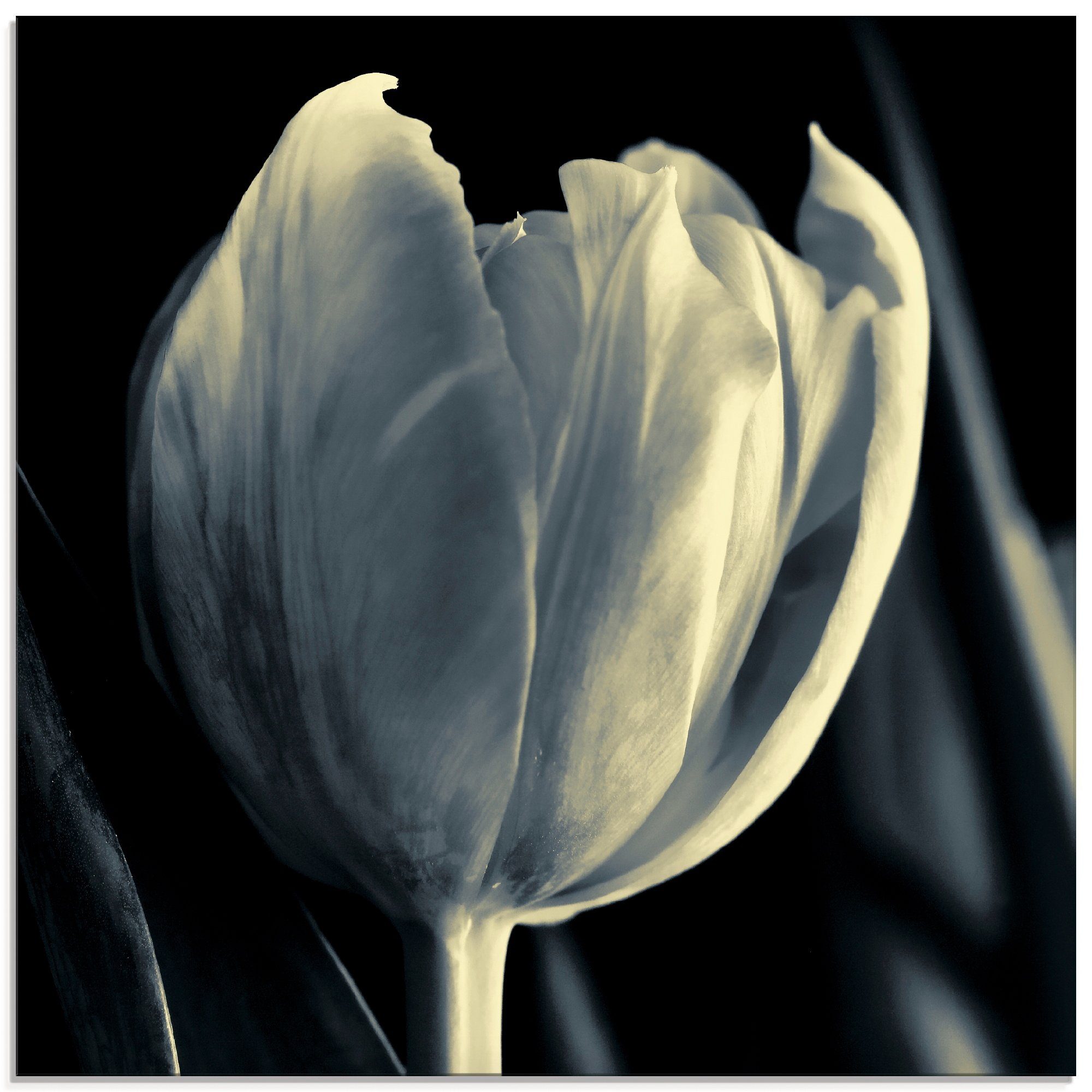 Artland Glasbild Tulpe, Blumen (1 St), in verschiedenen Größen