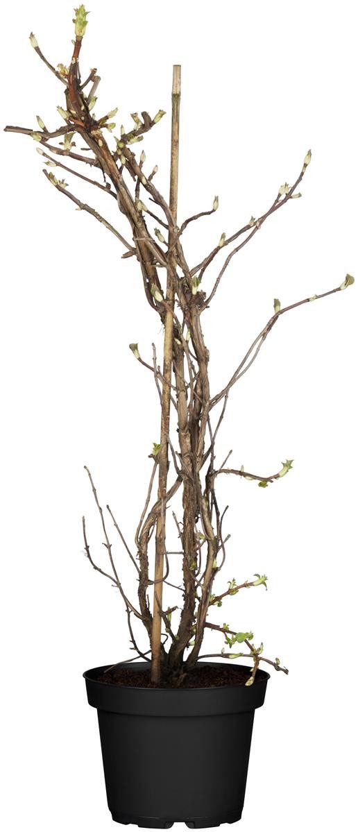 Pflanzen für Dich Gehölze Hydrangea petiolaris, 1 St., Kletterhortensie