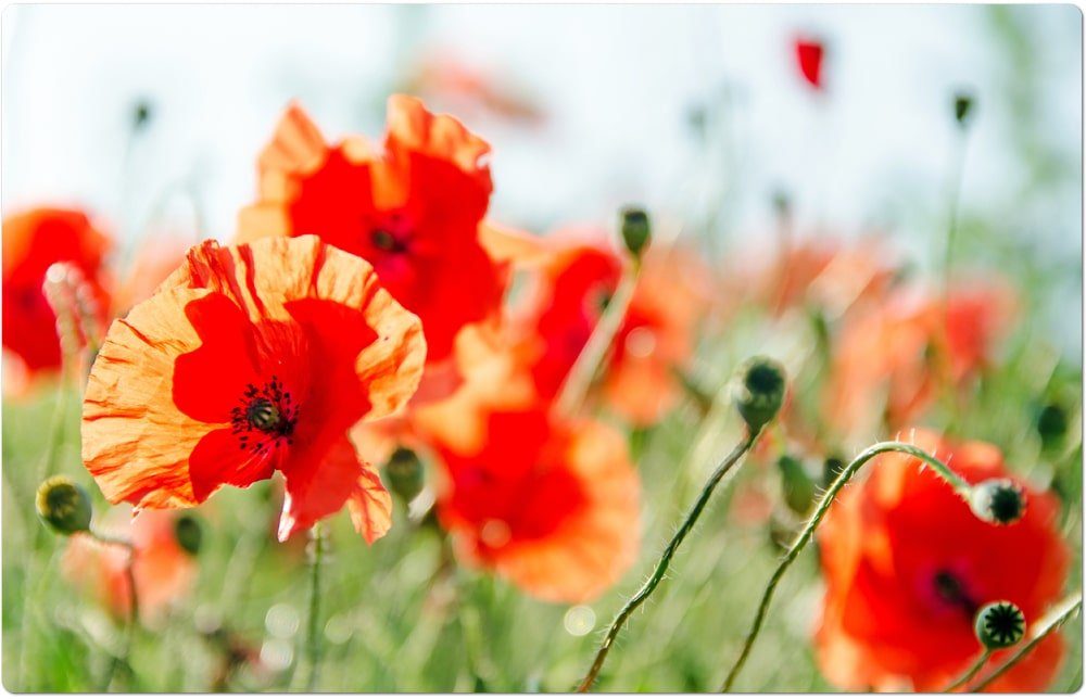 matches21 HOME & HOBBY Platzset Abwaschbare Tischsets 4er Set Sommer Mohn-B günstig online kaufen