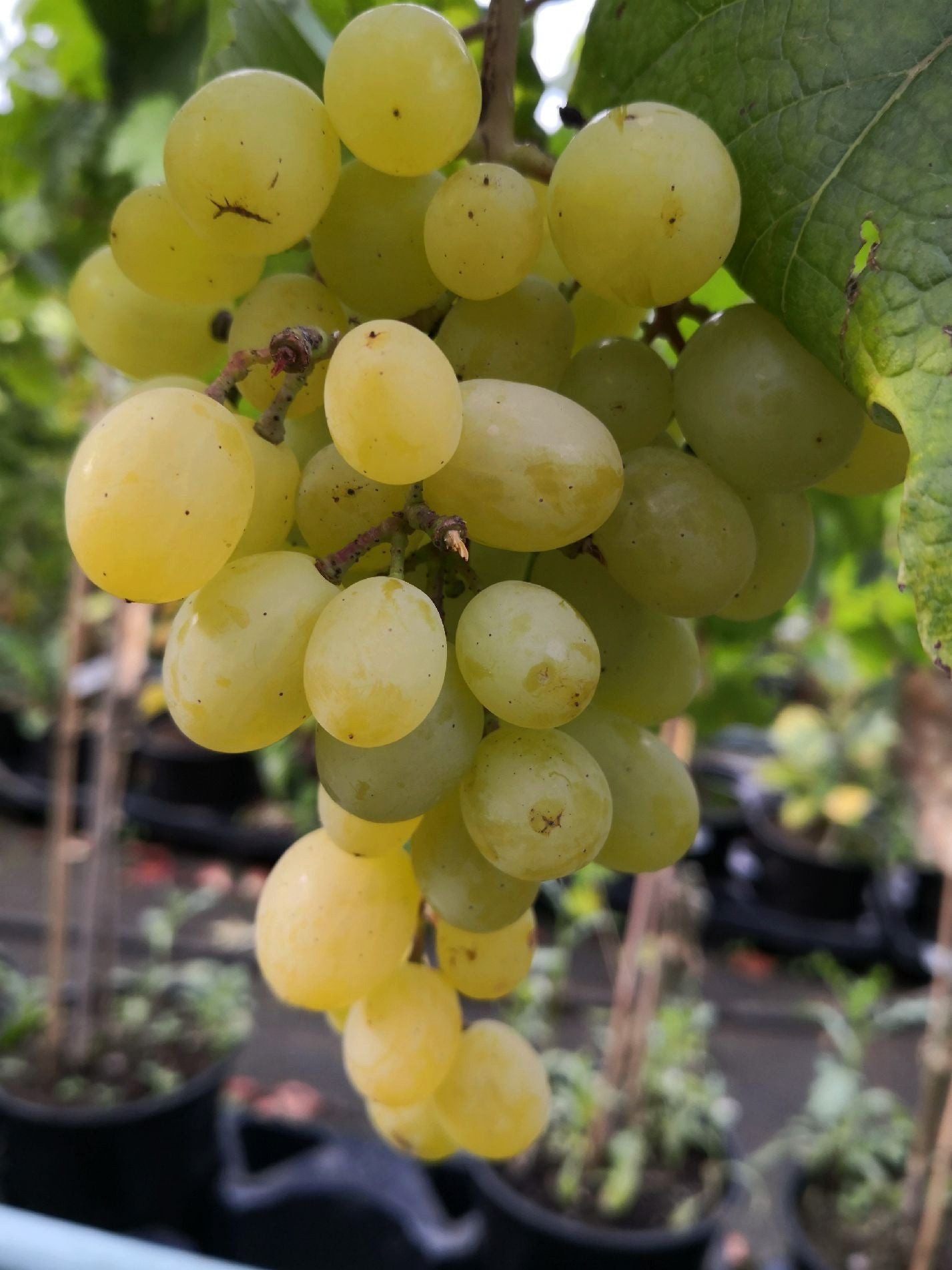 AMO Baumschulen Obstpflanze Tafeltraube Arkadia Weinrebe Vitis vinifera süße Trauben fruchttragend