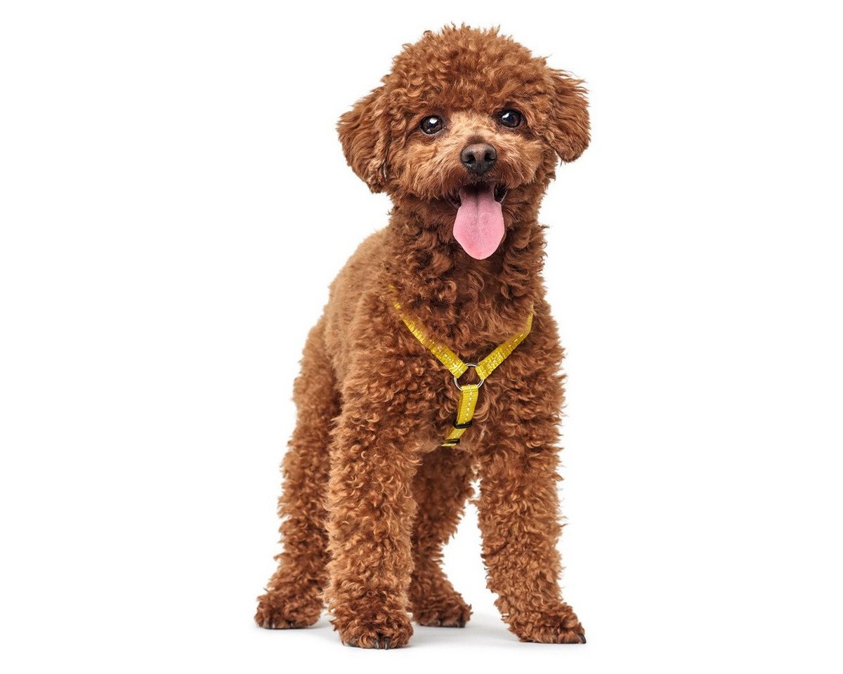 Thumbnail - Hunter Tierbedarf Hunde-Geschirr Geschirr Tripoli Vario Basic gelb, reflektierend