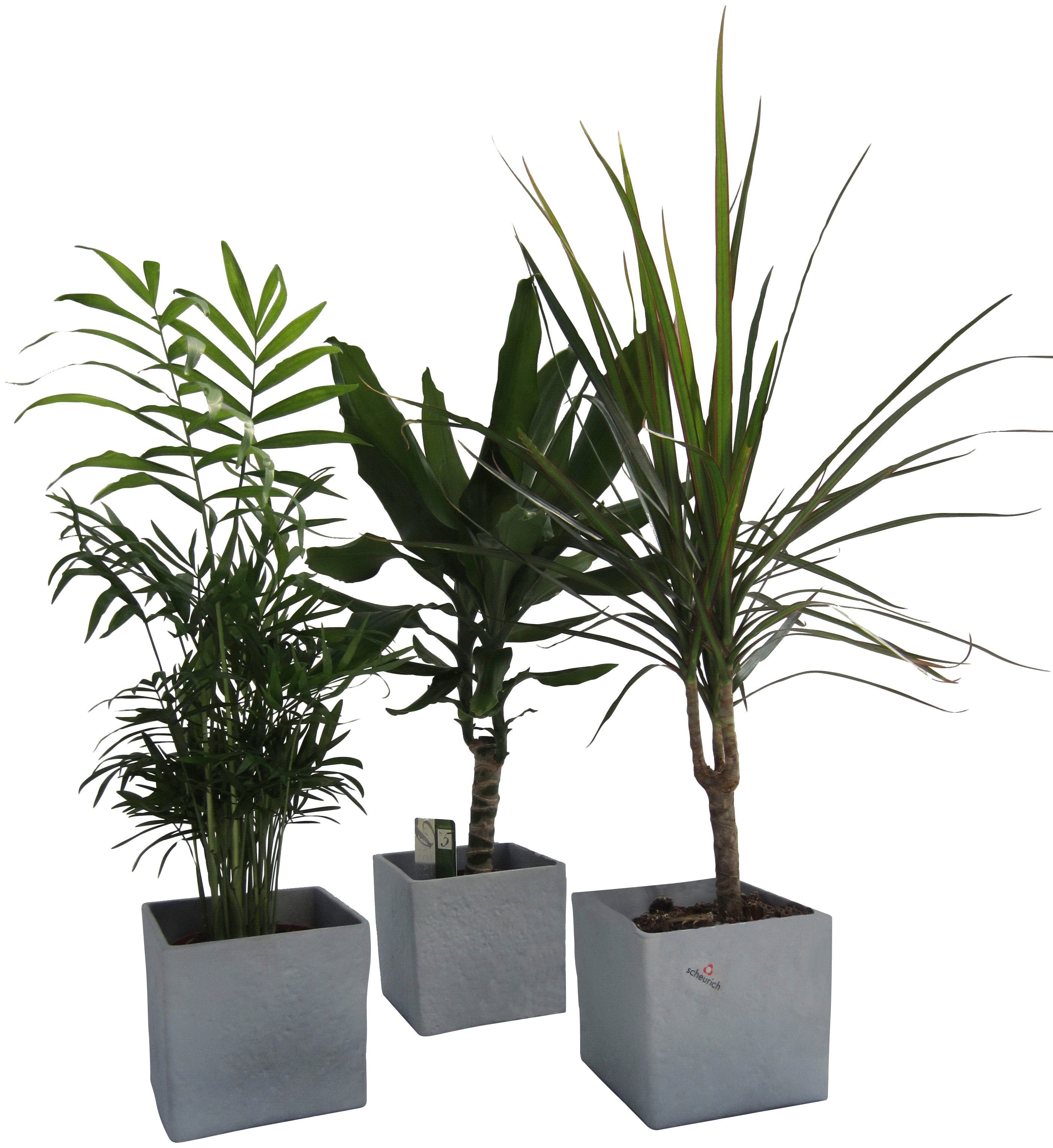 Dominik Zimmerpflanze »Palmen-Set«, Höhe: 30 cm, 3 Pflanzen in Dekotöpfen  online kaufen | OTTO
