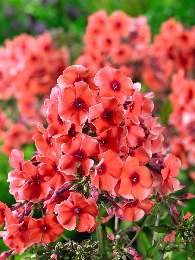 Pflanzen für Dich Staude Phlox pan. Tequila Sunrise, 1 St., Hoher Stauden-P günstig online kaufen