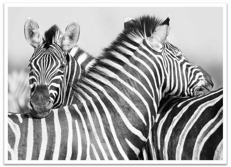 wandmotiv24 Poster Zebra, Tier, schwarz, Schwarz & Weiss (1 St), Wandbild, Wanddeko, Poster in versch. Größen