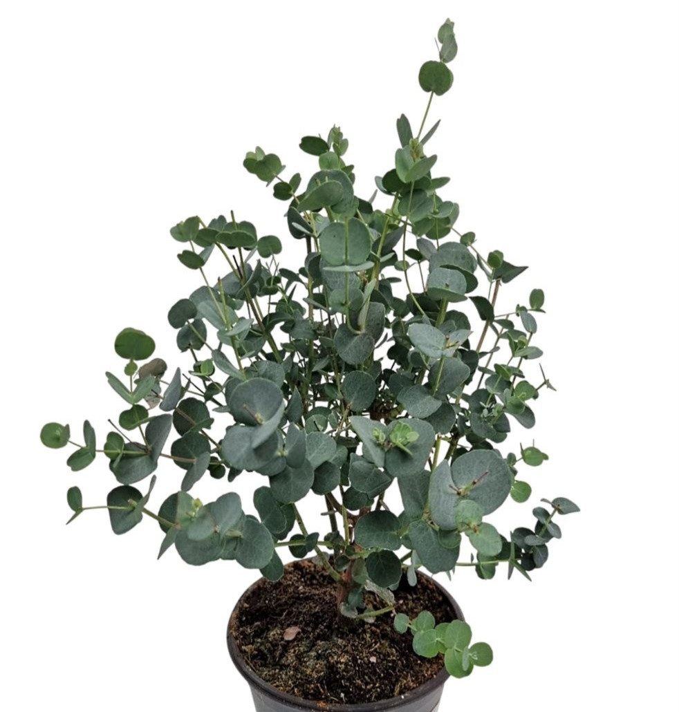 meinvipshop Zimmerpflanze Eucalyptus gunnii 35cm Pflanze