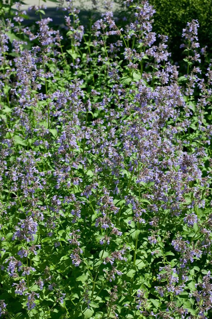 Pflanzen für Dich Staude Nepeta grand. Blue Danube, 1 St., Großblütige Katzenminze