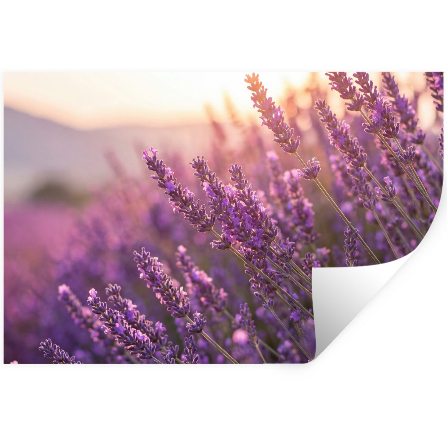 MuchoWow Wandsticker Lavendel - Lila - Sonnenlicht (1 St), Wandtattoo, Selbstklebend, Wohnzimmer, 30x20 cm