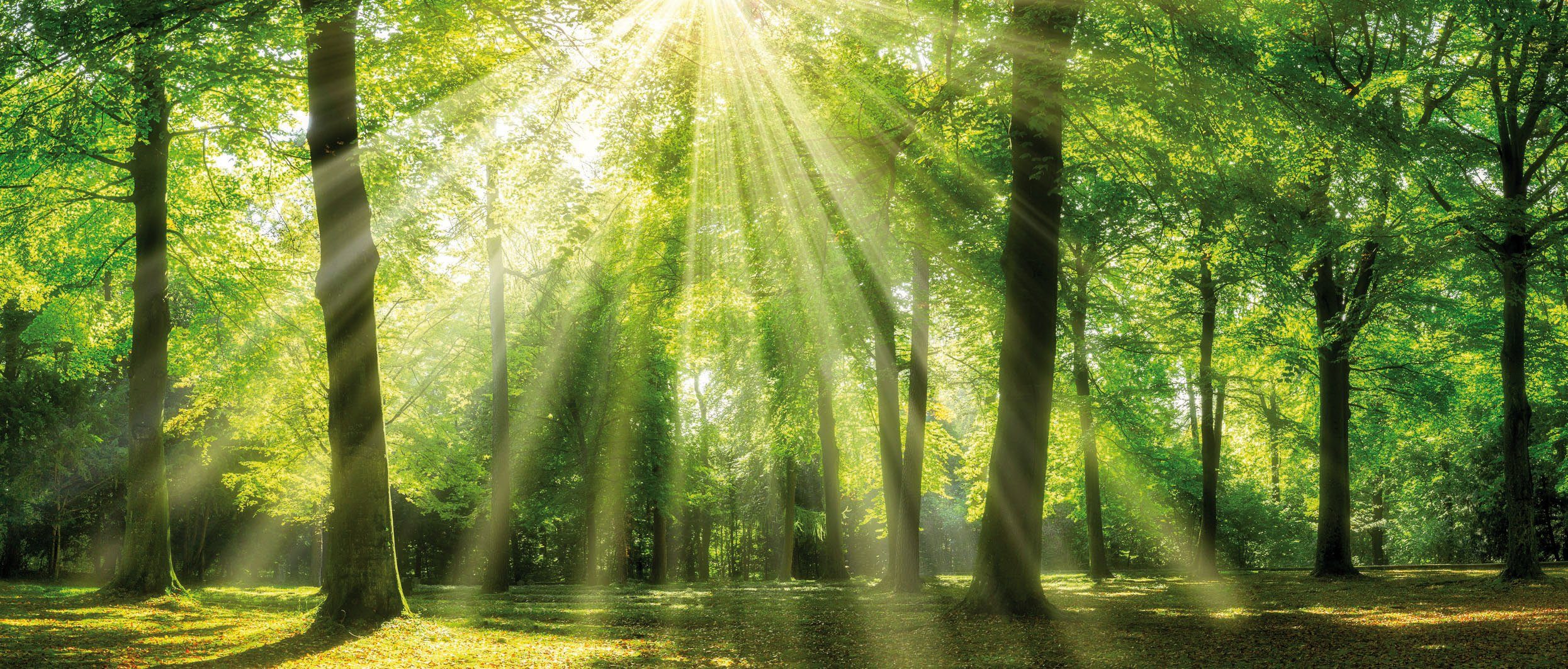 Bönninghoff Leinwandbild Wandbild WALD – Leinwandbild Keilrahmen, Bäume, Natur, Wald (1 St), auf Keilrahmen gespannt