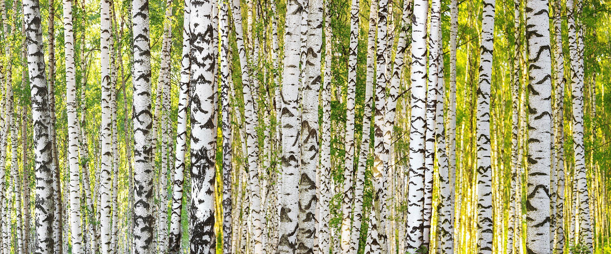 Architects Paper Fototapete Birch Forest, (Set, 6 St), Vlies, Wand, Schräge