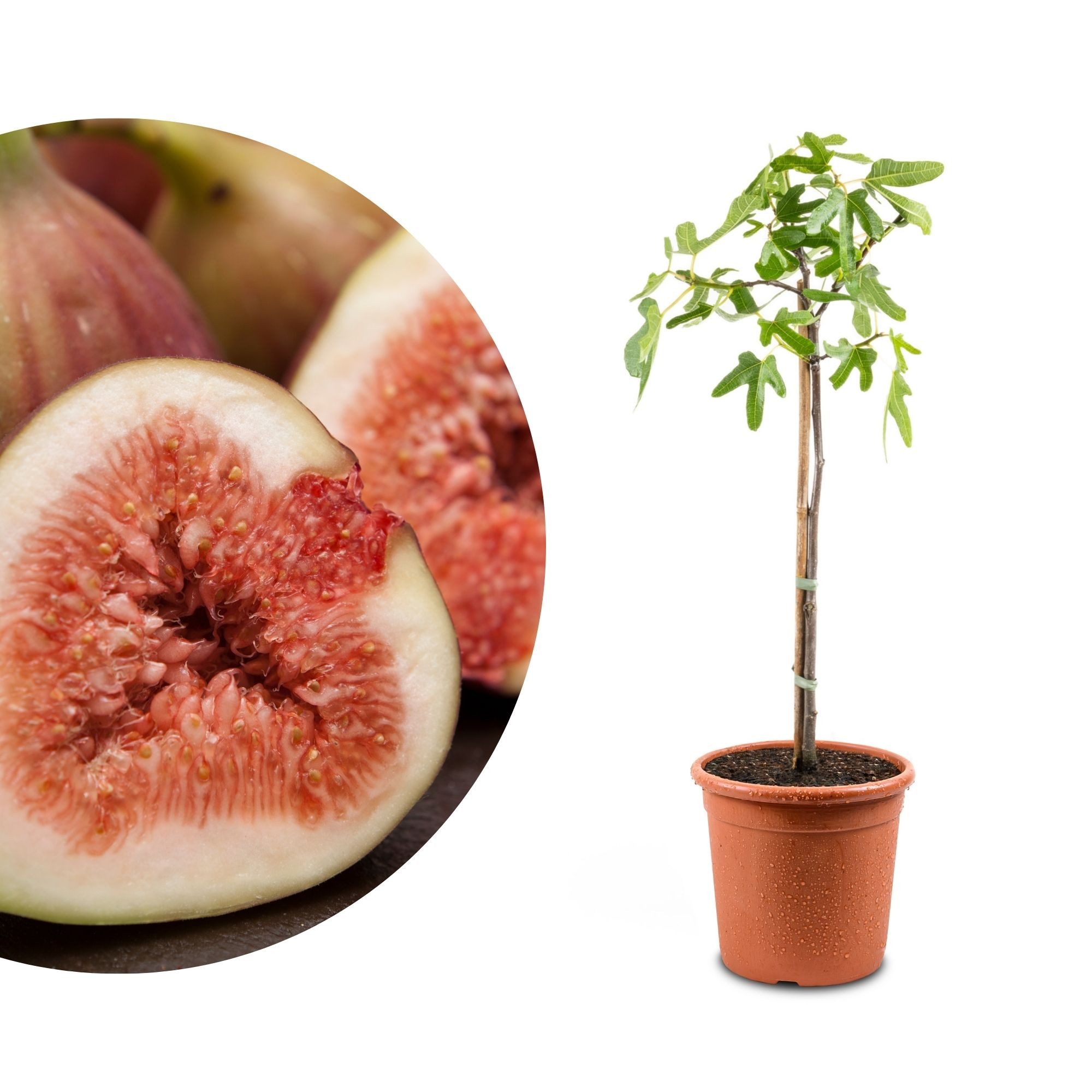 Meine Orangerie Feigenbaum Stämmchen - Ficus Carica "Bornholm" - Bornholmfe günstig online kaufen