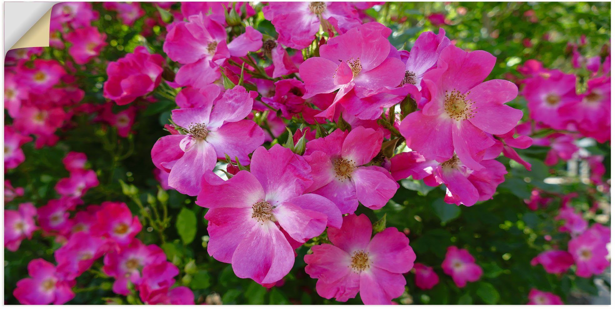 Blütenträume Artland oder Größen in Wandbild Poster St), Leinwandbild, Pink, versch. als in Alubild, (1 Blumenbilder Wandaufkleber