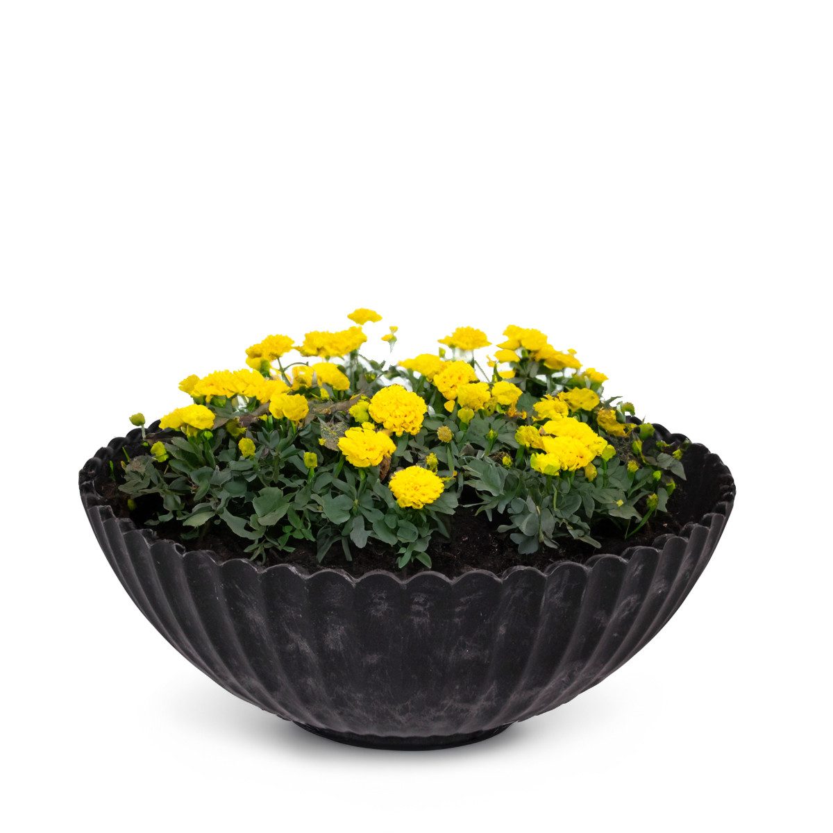 matches21 HOME & HOBBY Blumentopf Dekoschale runde Pflanzschale für drausse günstig online kaufen