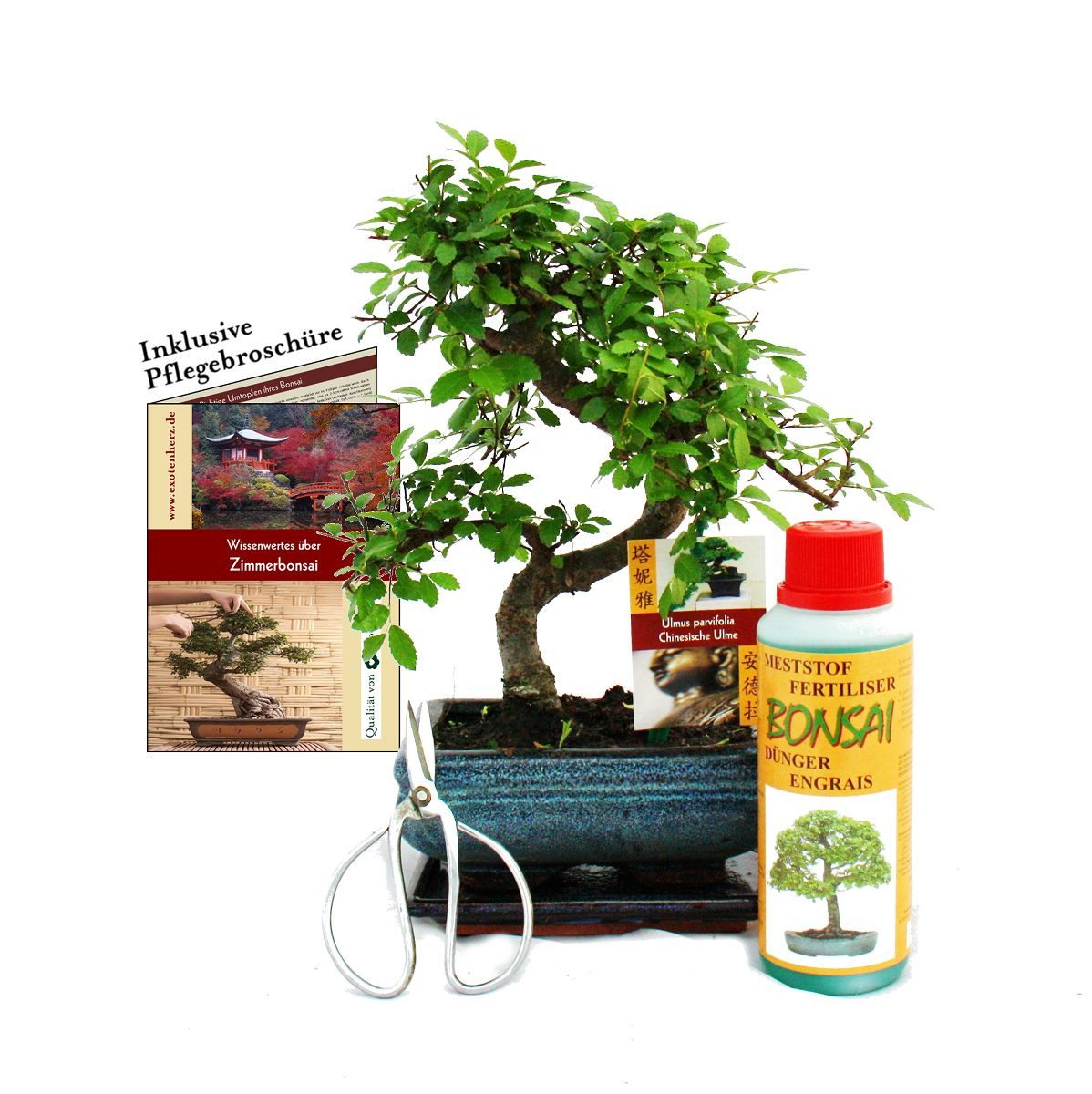 Exotenherz Zimmerpflanze Geschenkset Bonsai Ulmus Chinesische Ulme ca. 6 Jahre alt Anfänger-Set