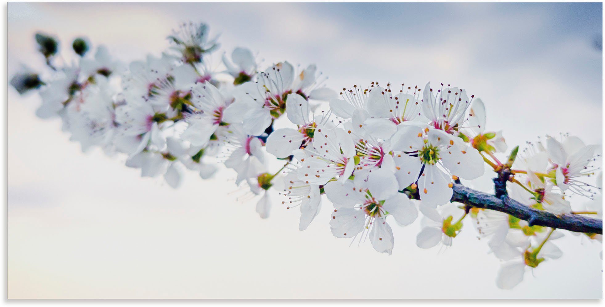 Artland Wandbild weißer Kirschblüten Poster als versch. (1 Alubild, Größen in St), Leinwandbild, Zweig, Baumbilder oder Wandaufkleber
