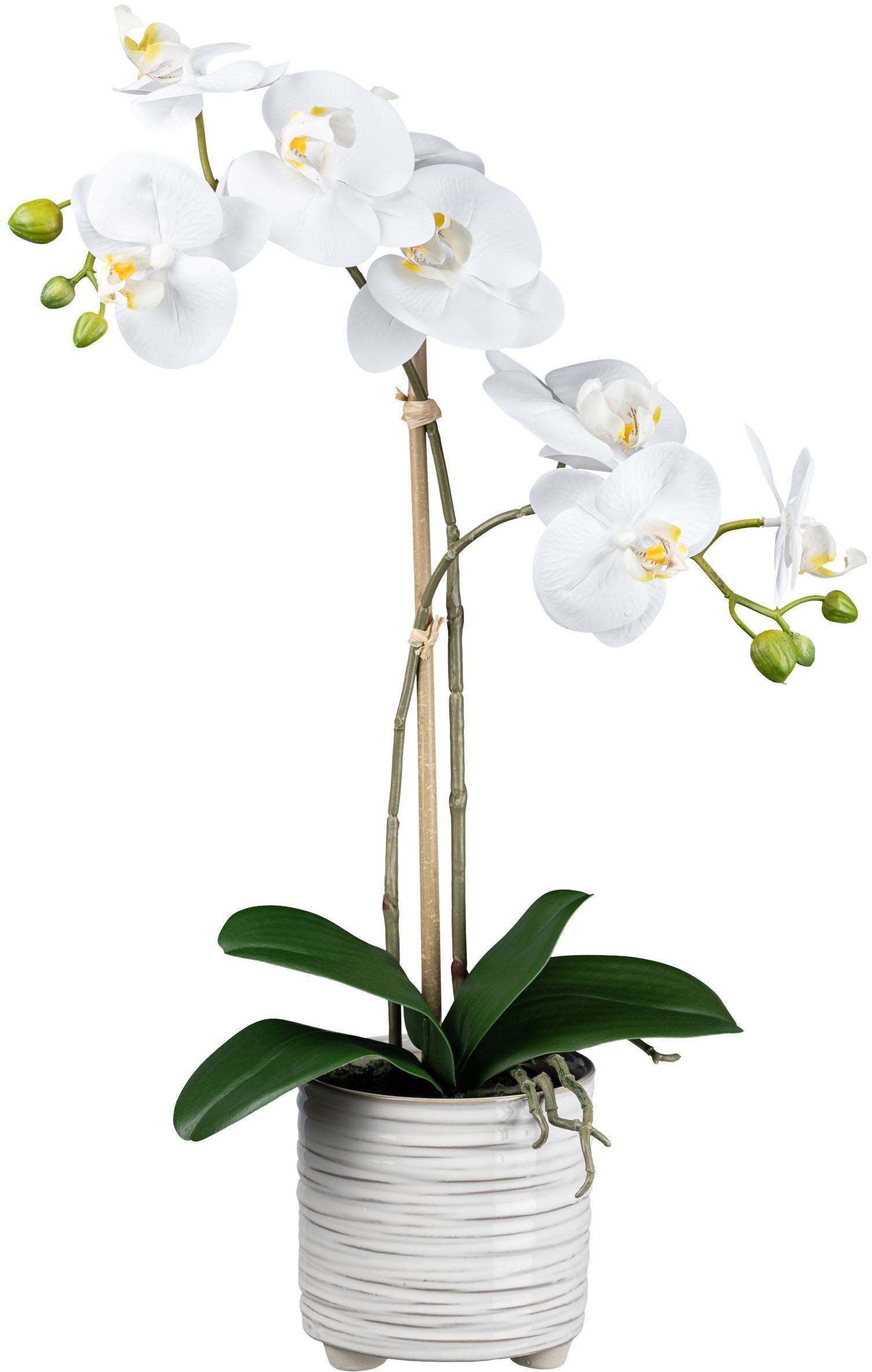 Kunstorchidee Orchidee Phalaenopsis Orchidee, Creativ green, Höhe 50 cm, mi günstig online kaufen