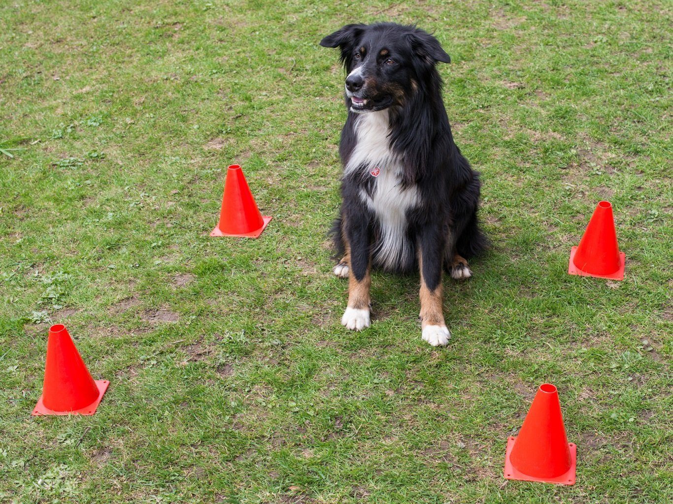 Procyon Tier-Intelligenzspielzeug Agility-Set für Hunde, Kunststoff, (21-tlg) Trainings-Set für Hunde