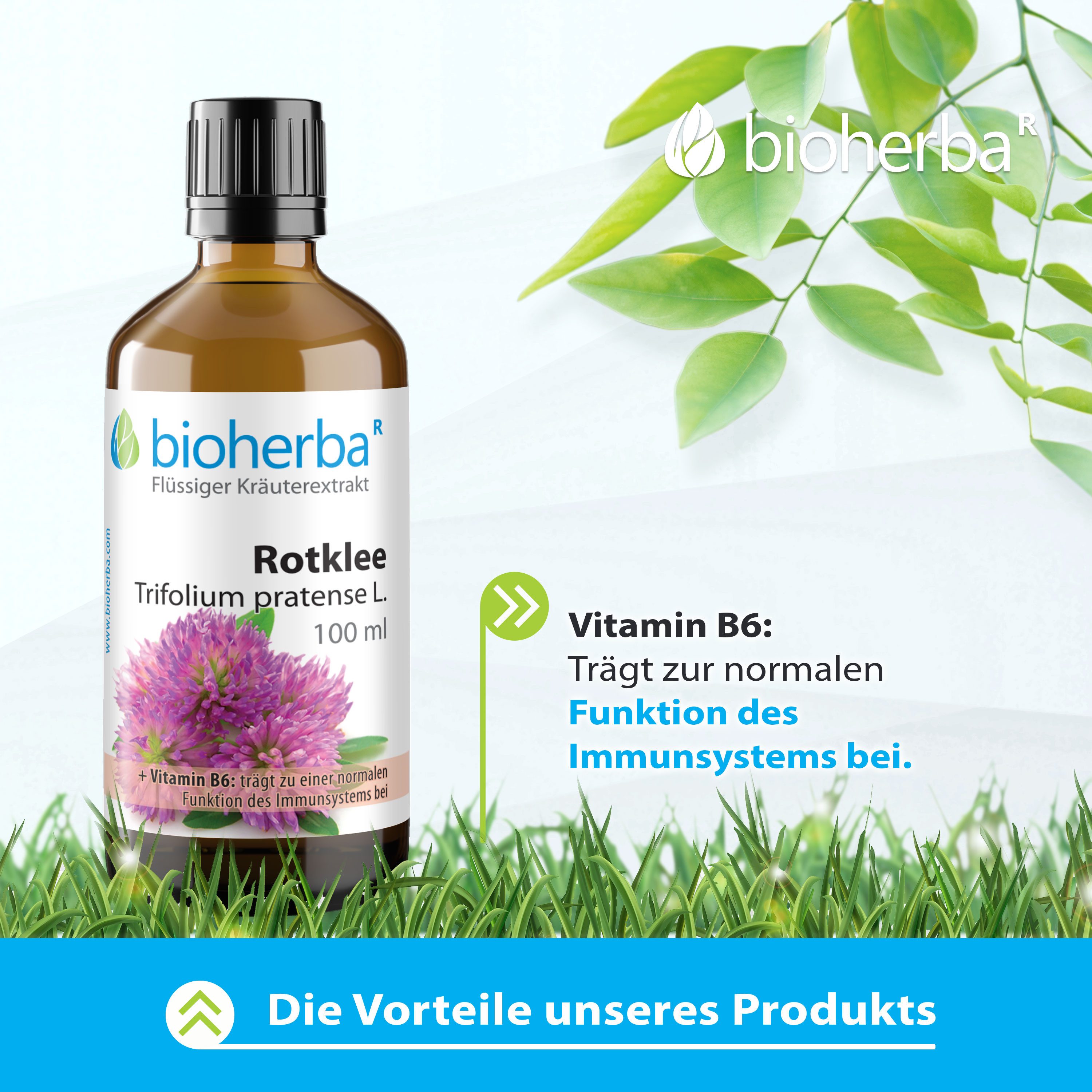 BIOHERBA R Bioherba Rotklee Trifolium pratense L. Tropfen Tinktur 100 ml Tropfen, 1 er