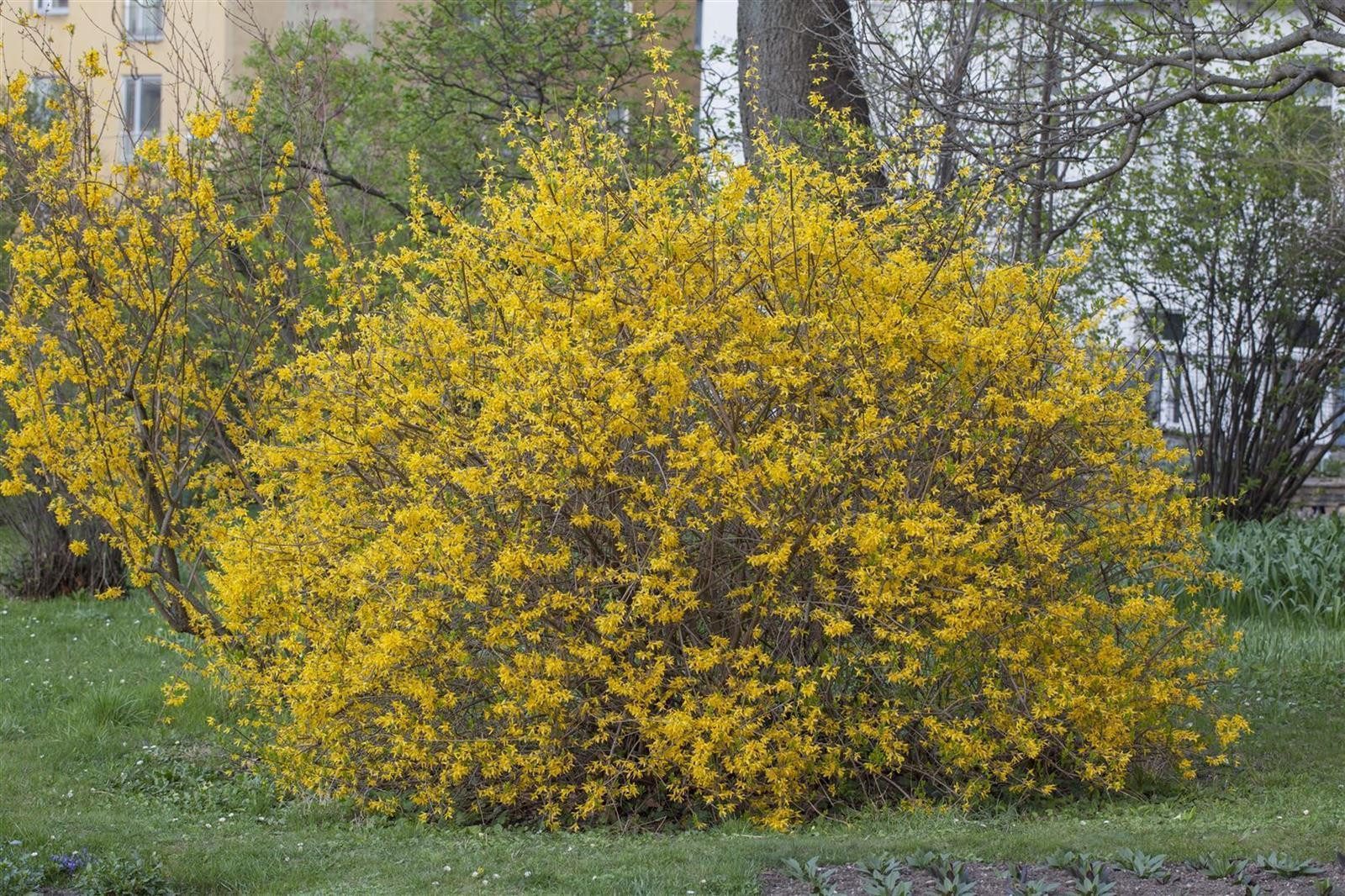 Pflanzen für Dich Gehölze Forsythia intermedia Spectabilis, 1 St., Forsythie, Goldglöckchen, Goldflieder