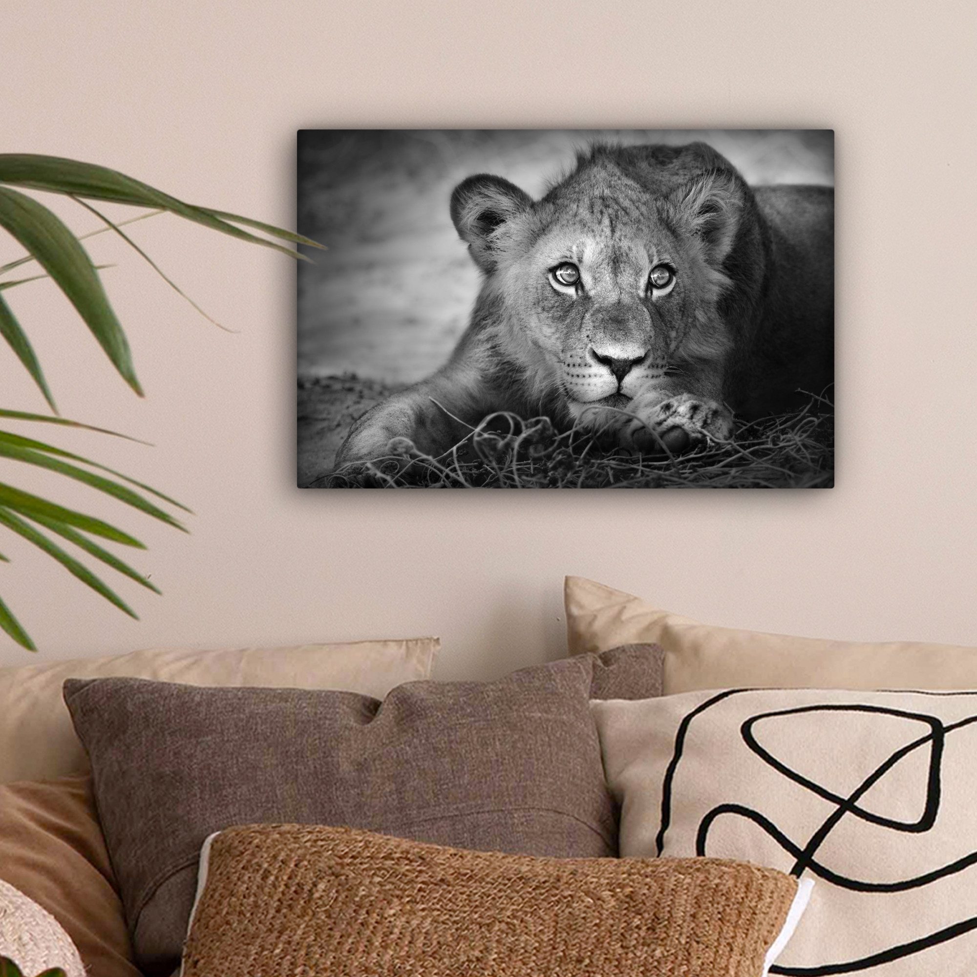 OneMillionCanvasses® Leinwandbild Wildtiere - Löwe - Natur - Schwarz - Weiß günstig online kaufen