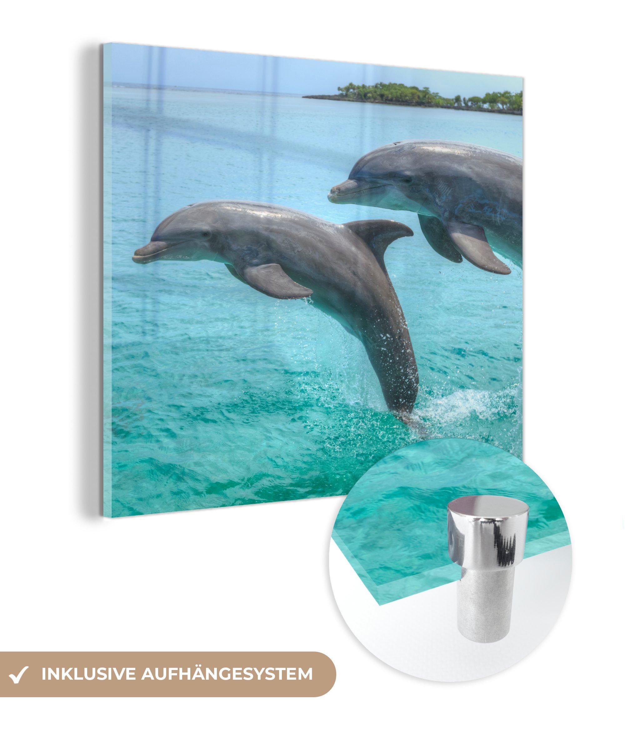 MuchoWow Acrylglasbild Delfine vor den Bay Islands, (1 St), Glasbilder - Bilder auf Glas Wandbild - Foto auf Glas - Wanddekoration