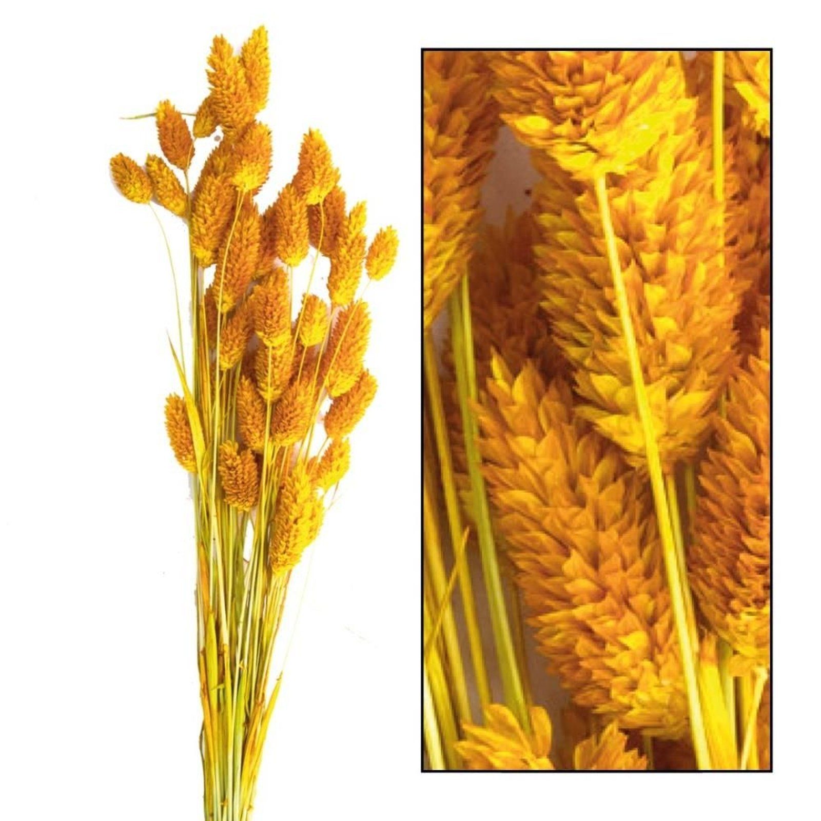 Trockenblume Glanzgras gelb - 50g, DIJK 60 - cm - Phalaris