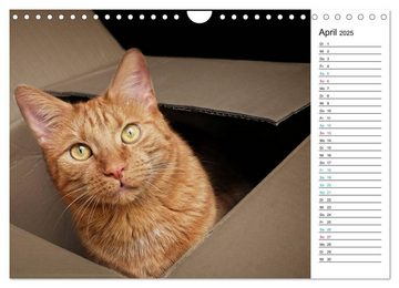 CALVENDO Wandkalender Karton Katzen (Wandkalender 2025 DIN A4 quer), CALVENDO Monatskalender