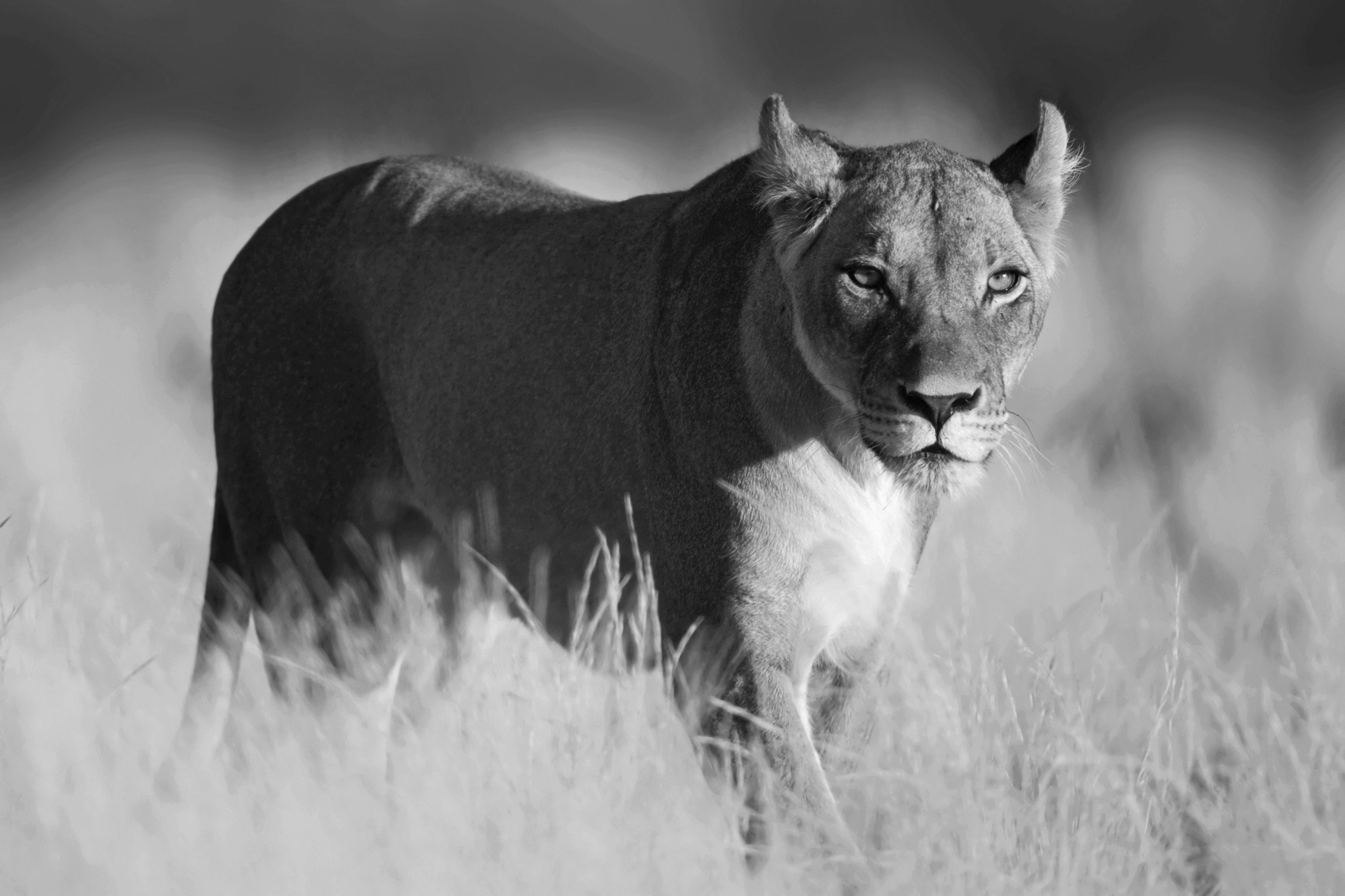 Papermoon Fototapete Löwe schwarz & weiß