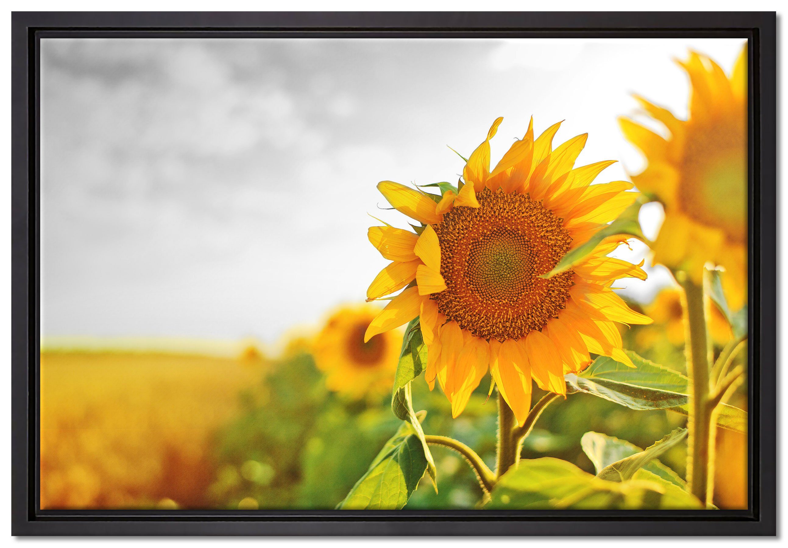 Pixxprint Leinwandbild Nahaufnahme einer Sonnenblume, Wanddekoration (1 St), Leinwandbild fertig bespannt, in einem Schattenfugen-Bilderrahmen gefasst, inkl. Zackenaufhänger