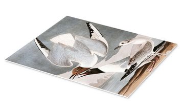 Posterlounge Forex-Bild John James Audubon, Möwen, Badezimmer Vintage Malerei