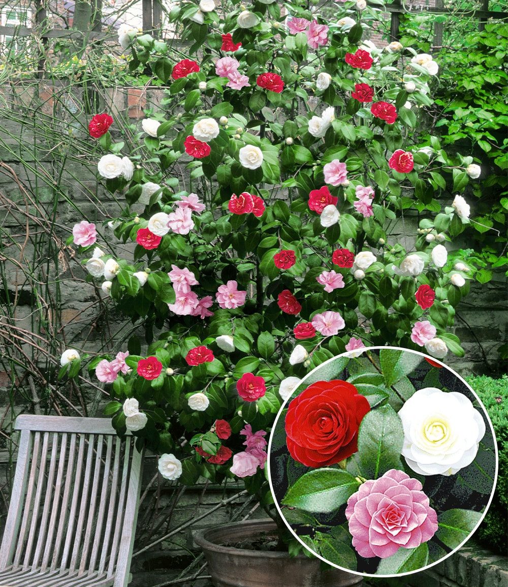 BALDUR Garten Zierstrauch Winterharte Garten-Kamelie 'Tricolor', 1 St., Rarität, immergrün, winterhart, mehrjährig, reichblühend