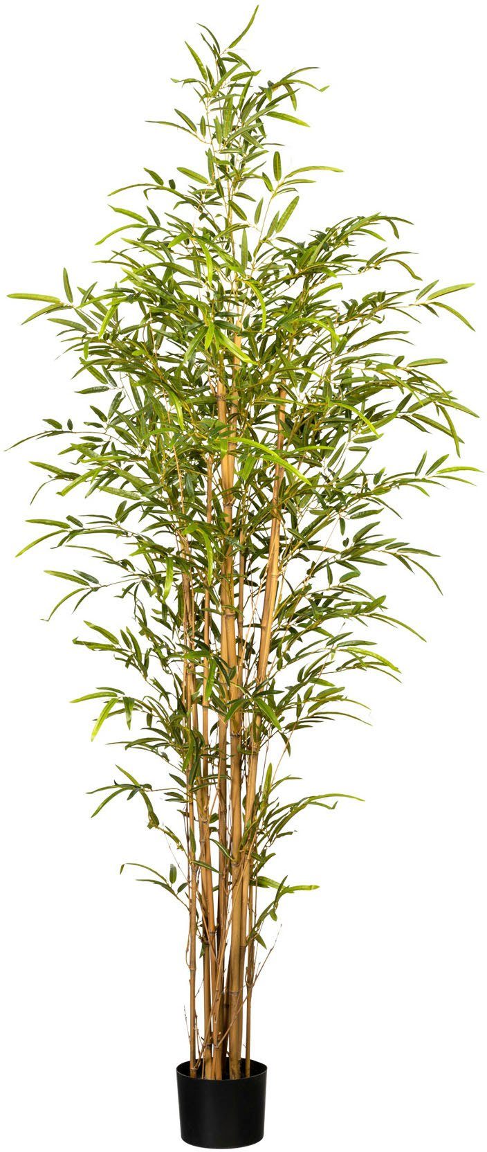 Kunstbaum »Bambus« Bambus, Creativ green, Höhe 180 cm online kaufen OTTO