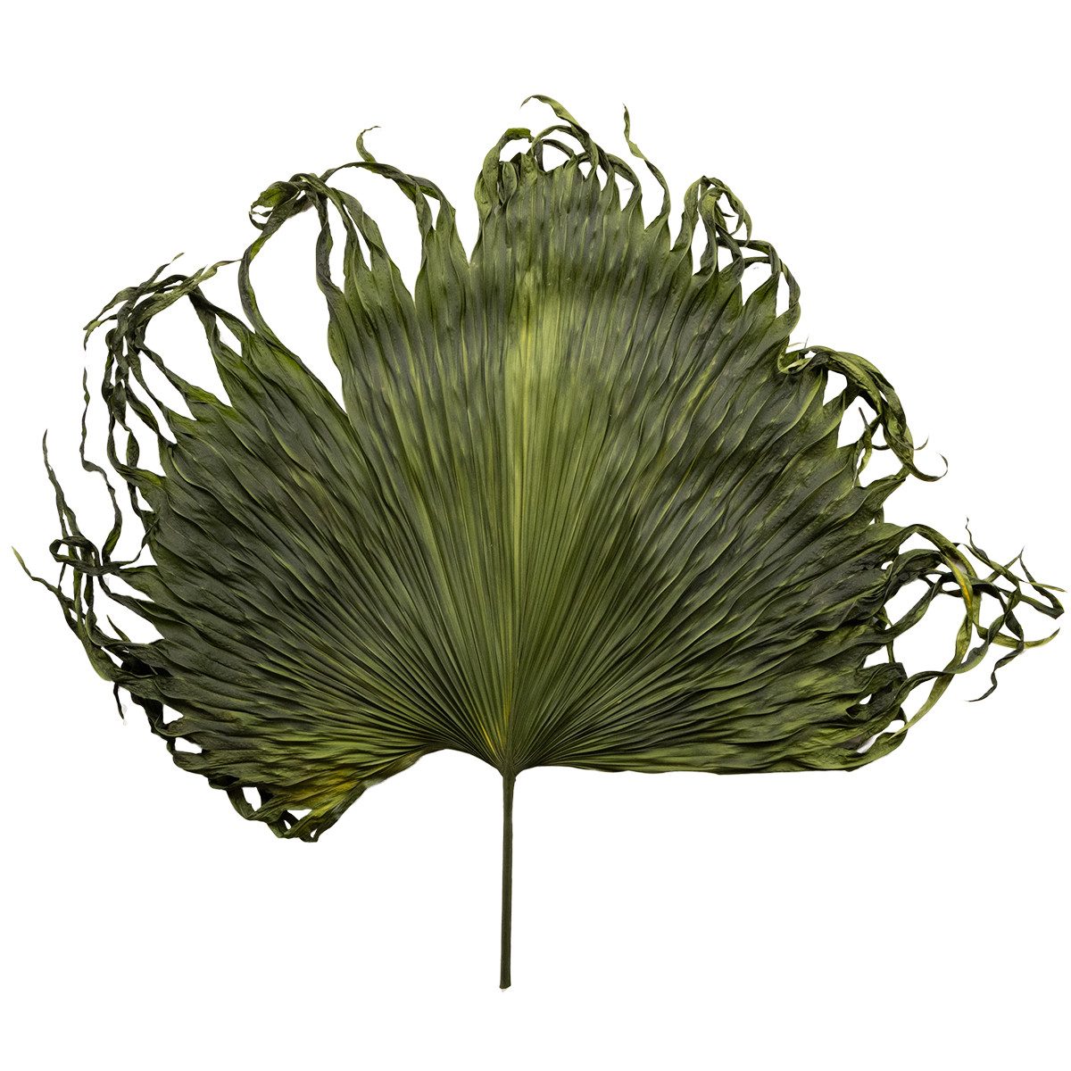 Trockenblume Palmwedel Deko für exotische Arrangements und Tischdekoration, 5 Stück, Viana, Höhe 1 cm