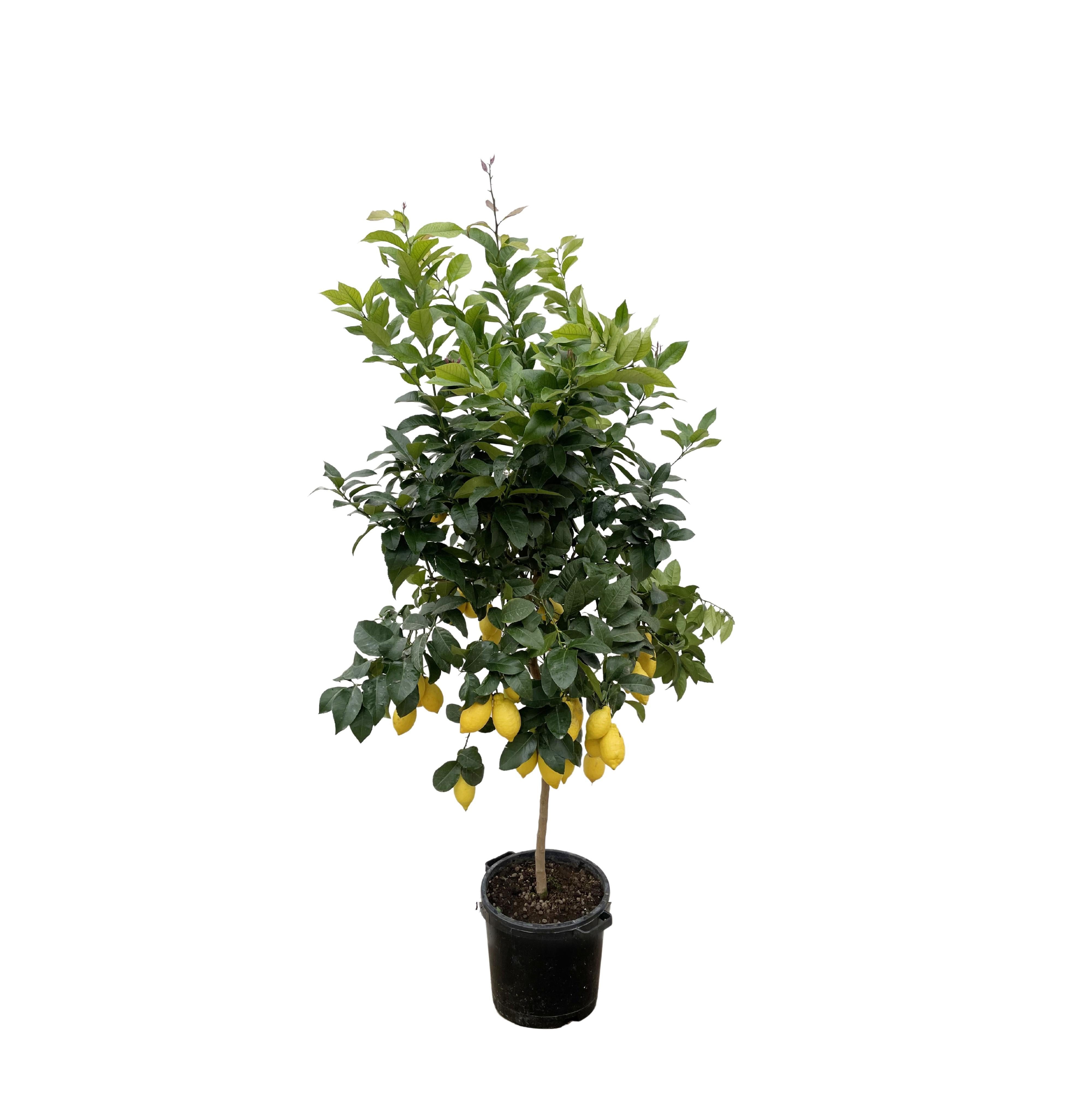 Florora Topfpflanze Citrus limon - Zitronenbaum - 180 cm – Topf ab 24 cm