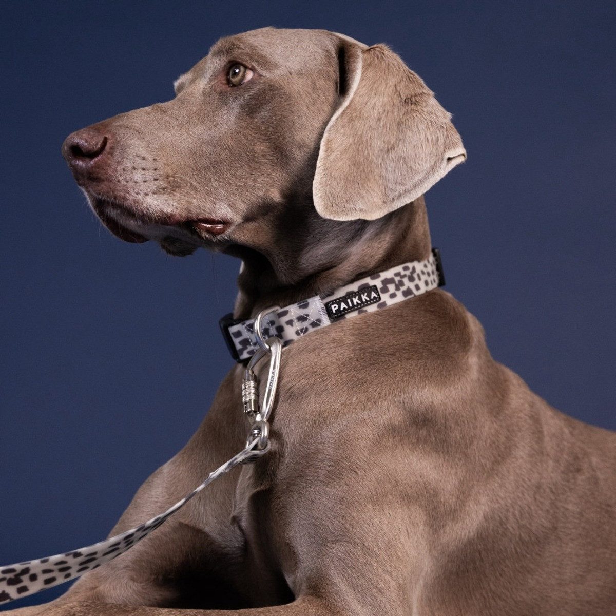 PAIKKA Hundeleine Hundeleine "Glow Leash" 2.0