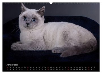 CALVENDO Wandkalender Britisch Kurzhaar Katzen (Premium, hochwertiger DIN A2 Wandkalender 2023, Kunstdruck in Hochglanz)