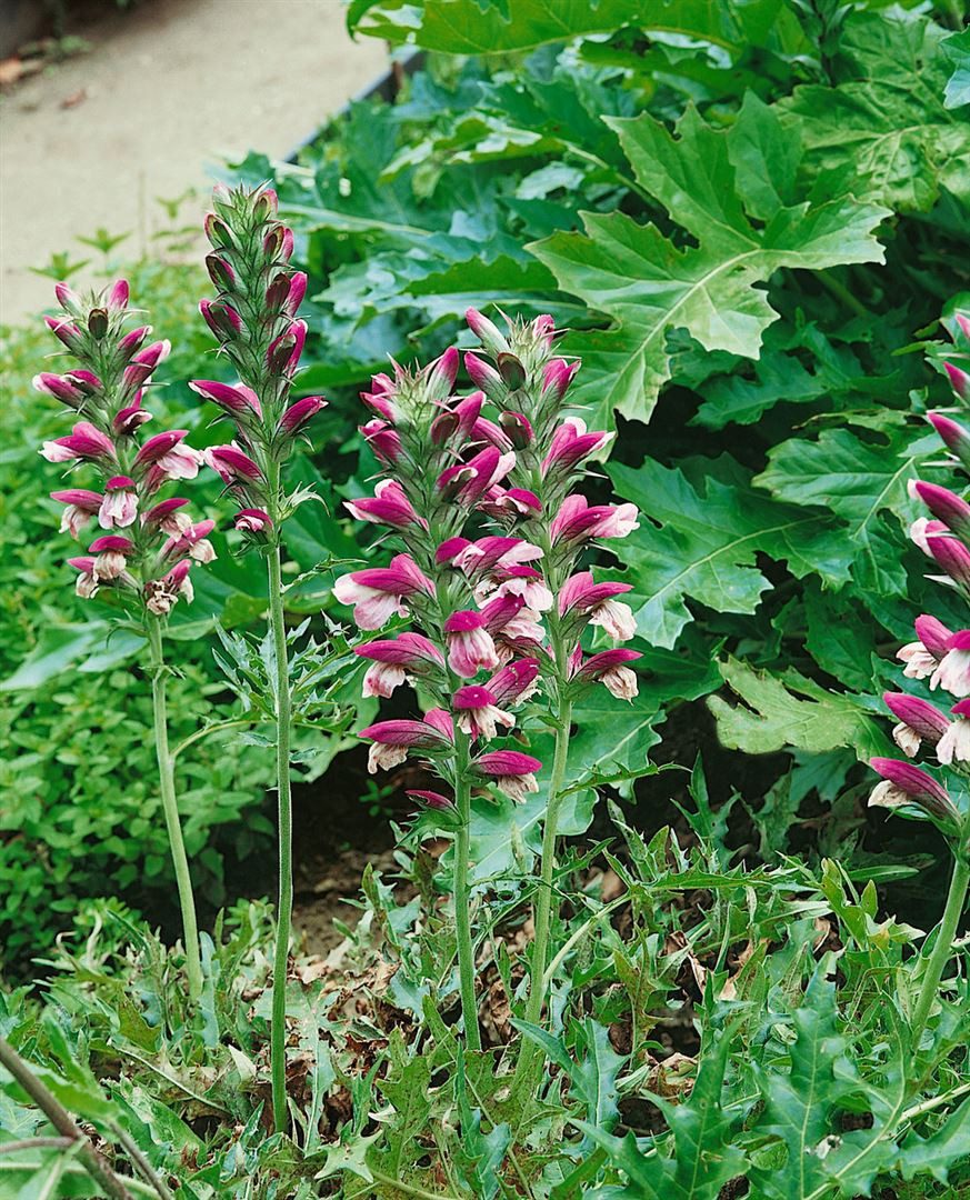 Pflanzen für Dich Staude Acanthus spinosus, 1 St., Stechender Bärenklau, Dorniger Bärenklau