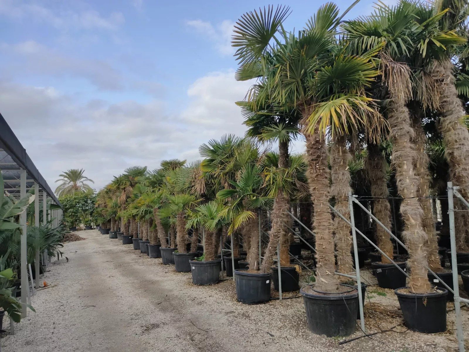 Palms-Store Baum Palme Trachycarpus Fortunei ca. 250 cm Höhe Winterhart –19 °C, Lieferung im kräftigen Wurzelballen, sofort pflanzbereit