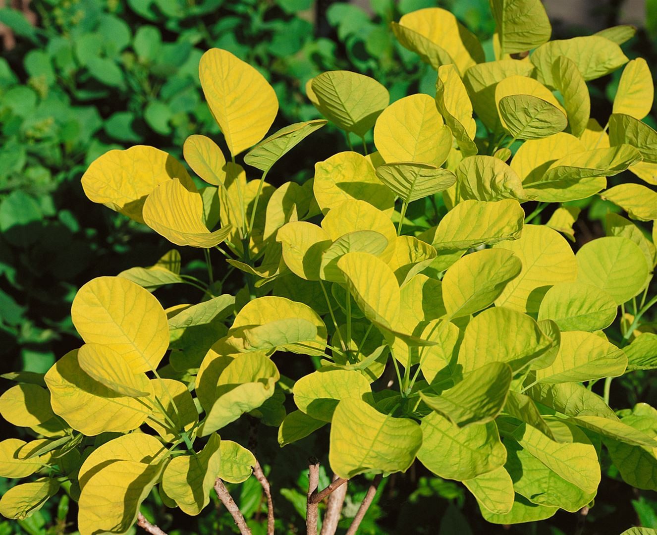 Pflanzen für Dich Gehölze Cotinus coggygria Golden Spirit, 1 St., Perückenstrauch, Gelber Perückenstrauch
